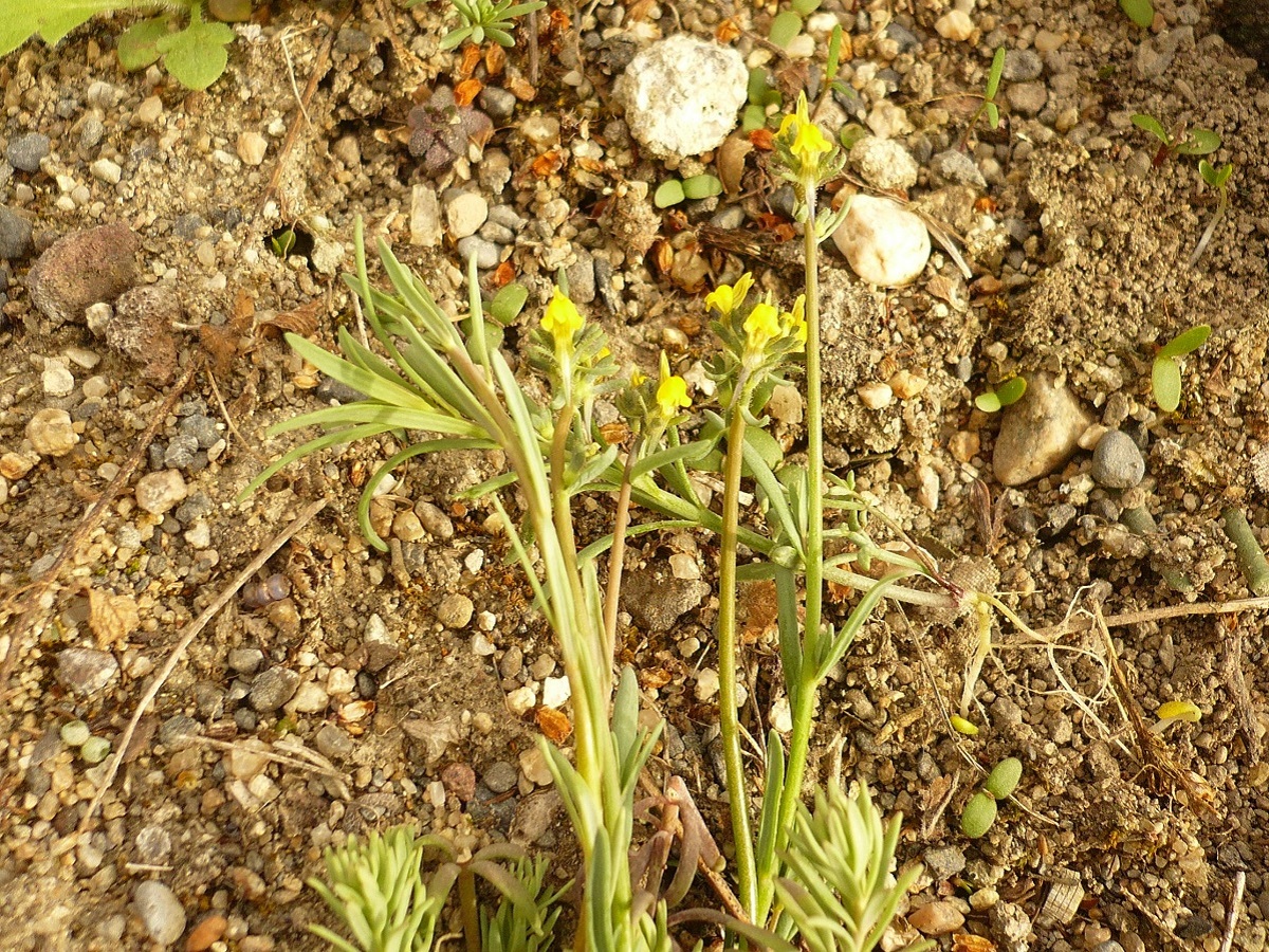 Linaria simplex (Plantaginaceae)